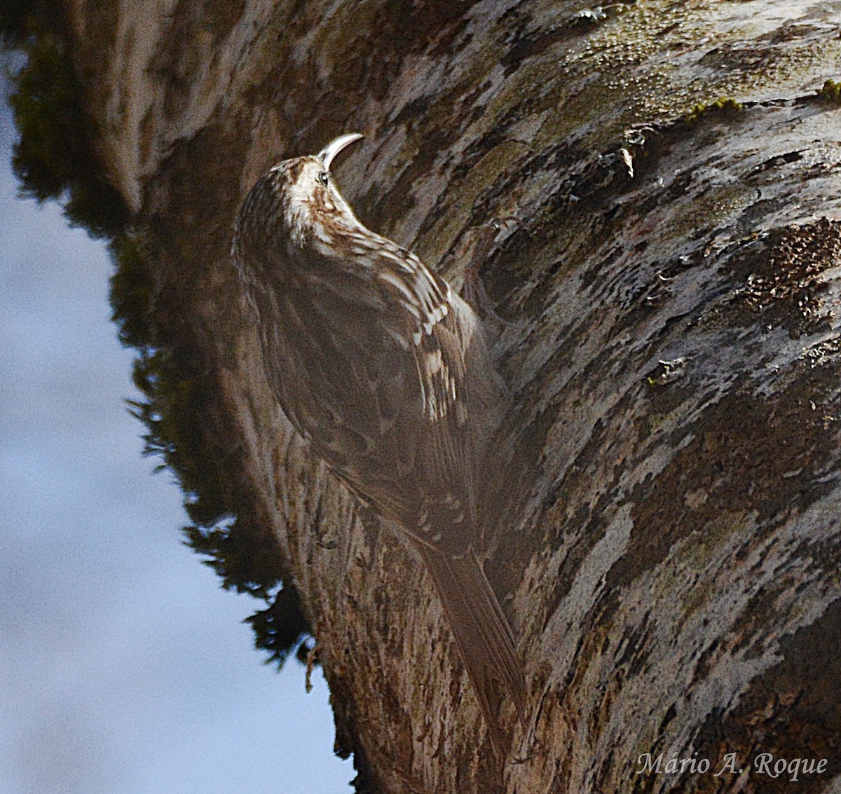 Short-toed Treecreeper - ML651578409