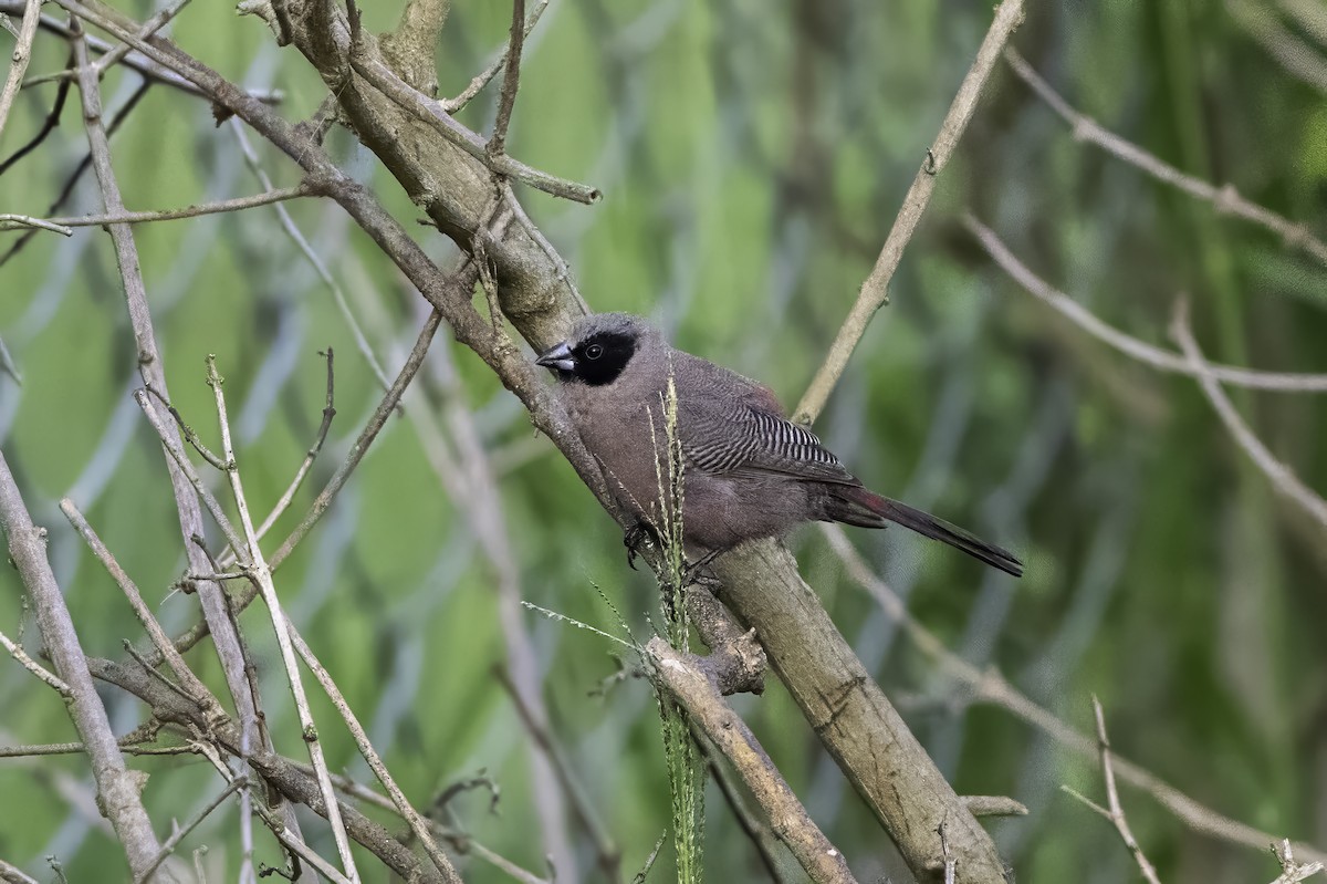 Black-faced Waxbill - ML651578676