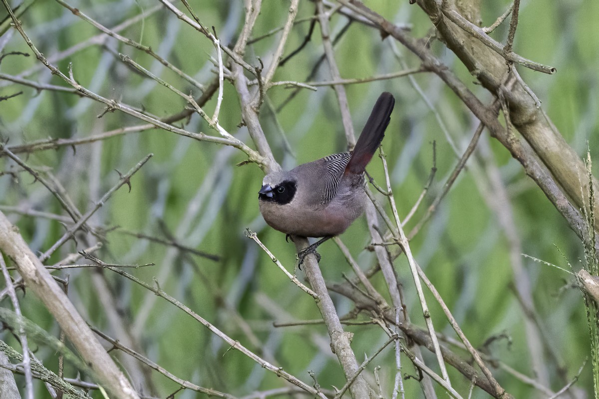 Black-faced Waxbill - ML651578677