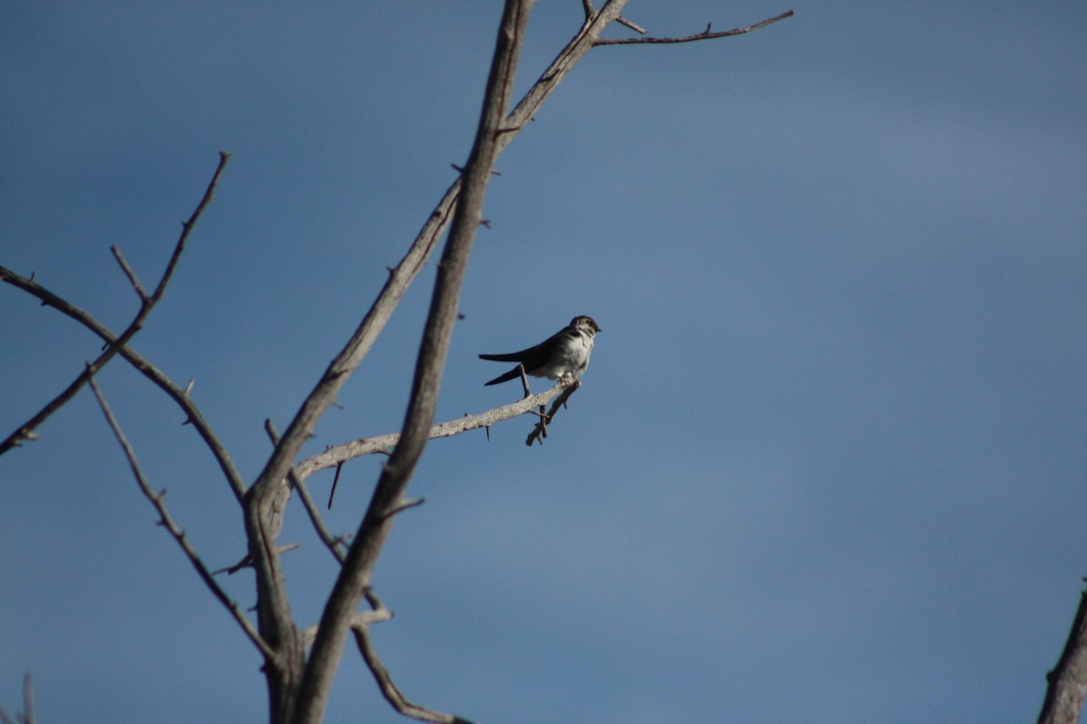 Violet-green Swallow - ML65157881