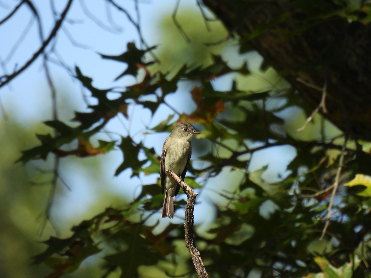 Doğulu Pivi - ML651579064