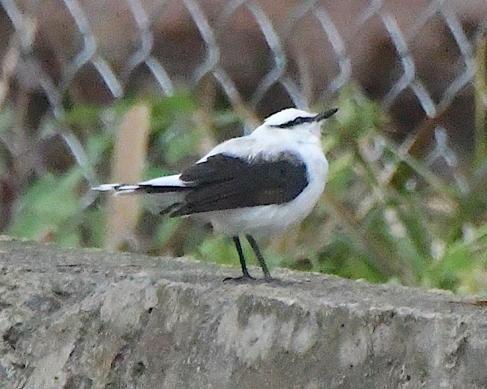 Moucherolle aquatique - ML651579262