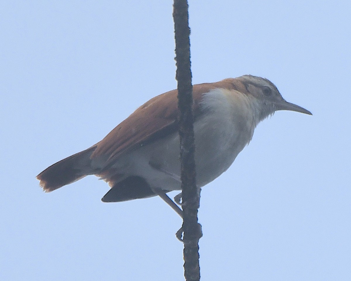 Fournier cannelle - ML651579367