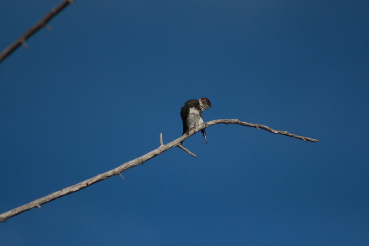 Violet-green Swallow - Gabriel Sandoval