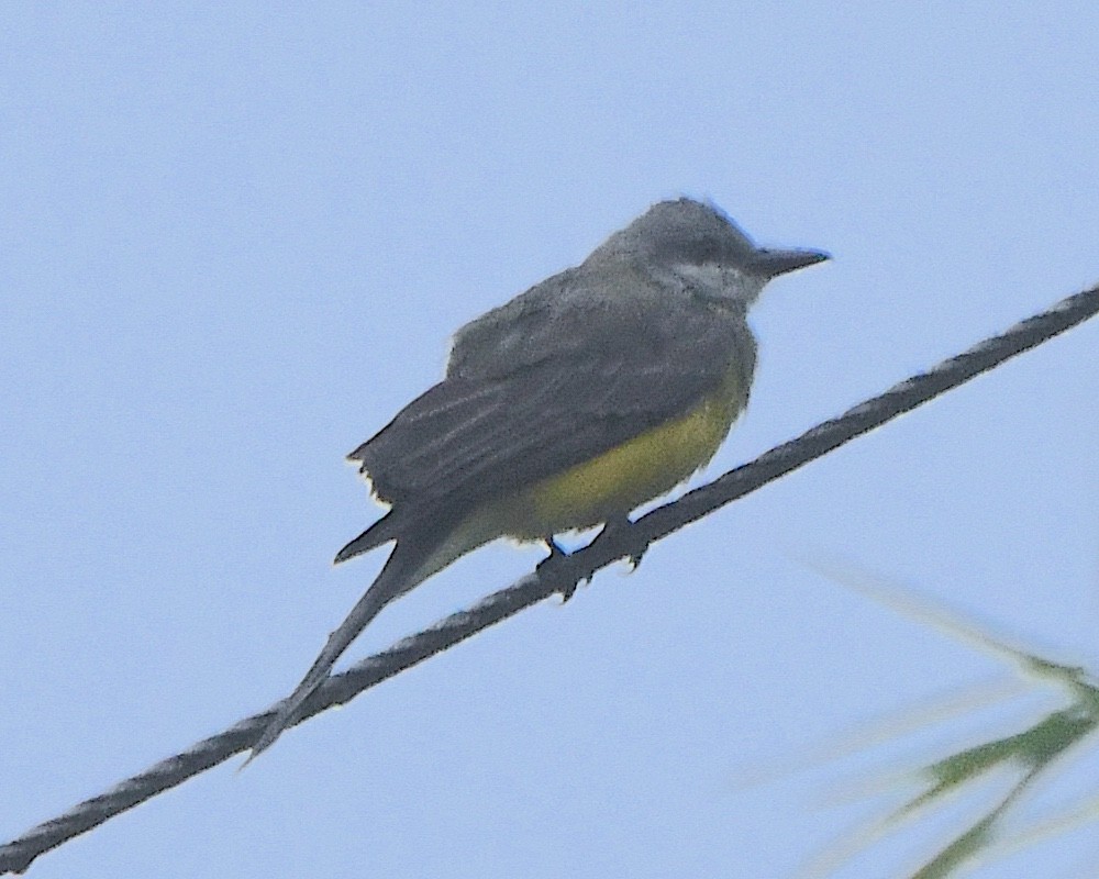 Tyran mélancolique (melancholicus/despotes) - ML651579478