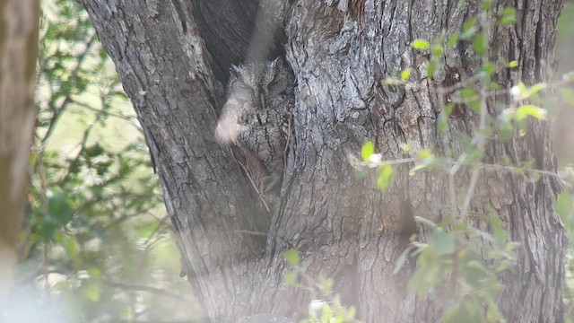 Eastern Screech-Owl (McCall's) - ML651579969