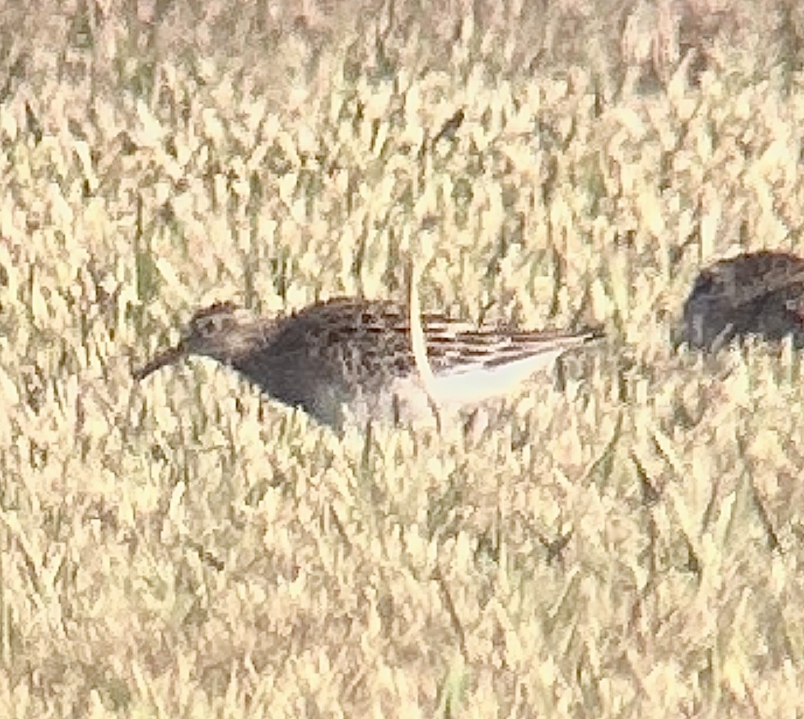 alaskasnipe - ML651581577