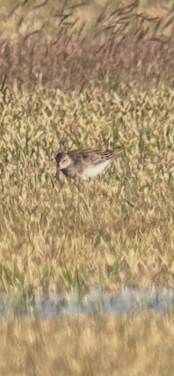 alaskasnipe - ML651581578