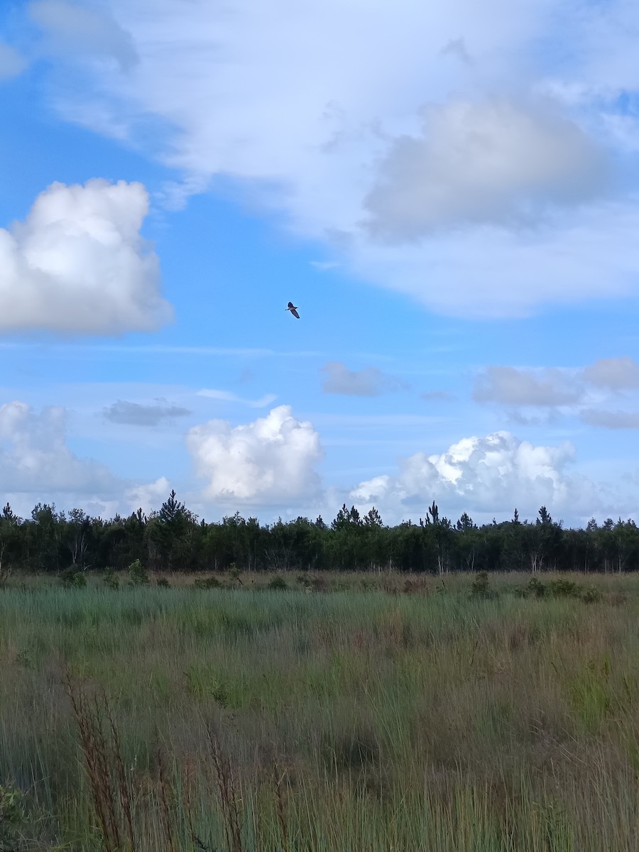 Braunbart-Rohrdommel - ML651581634