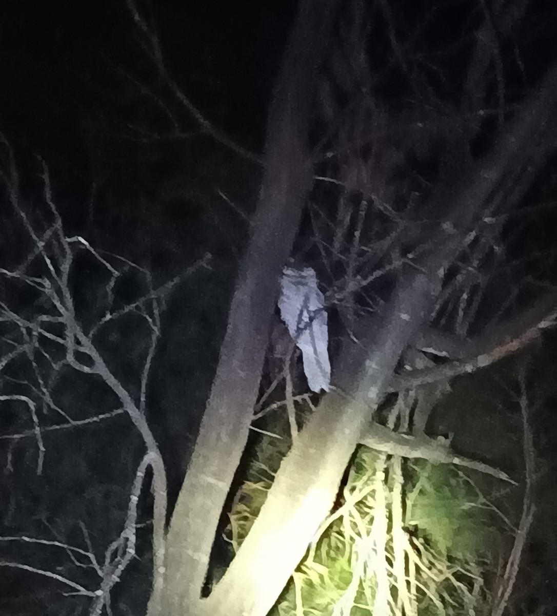 Eulenschwalm - ML651581719