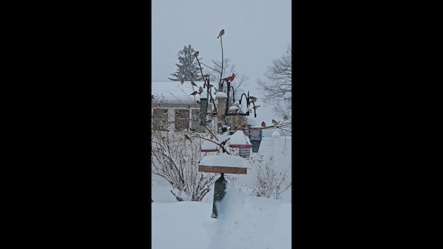 čížek žlutý - ML651581788