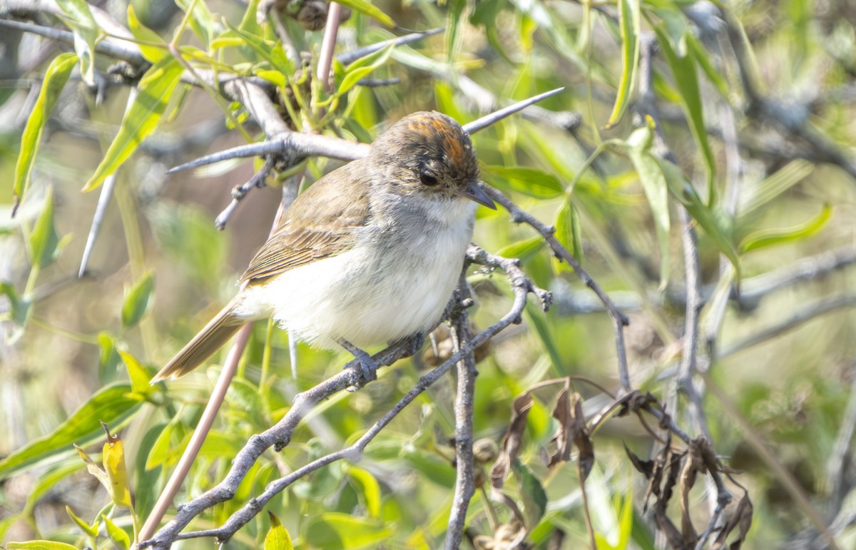 Fulvous-crowned Scrub-Tyrant - ML651582493