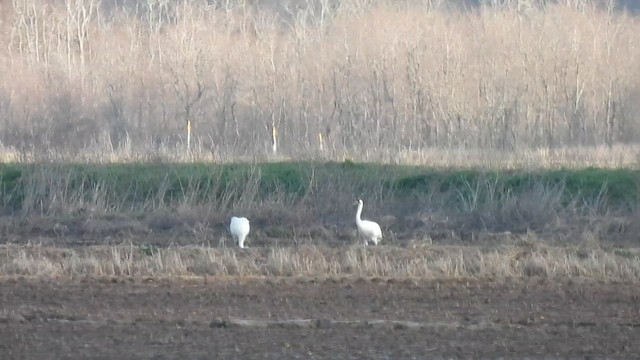 Whooping Crane - ML651582735