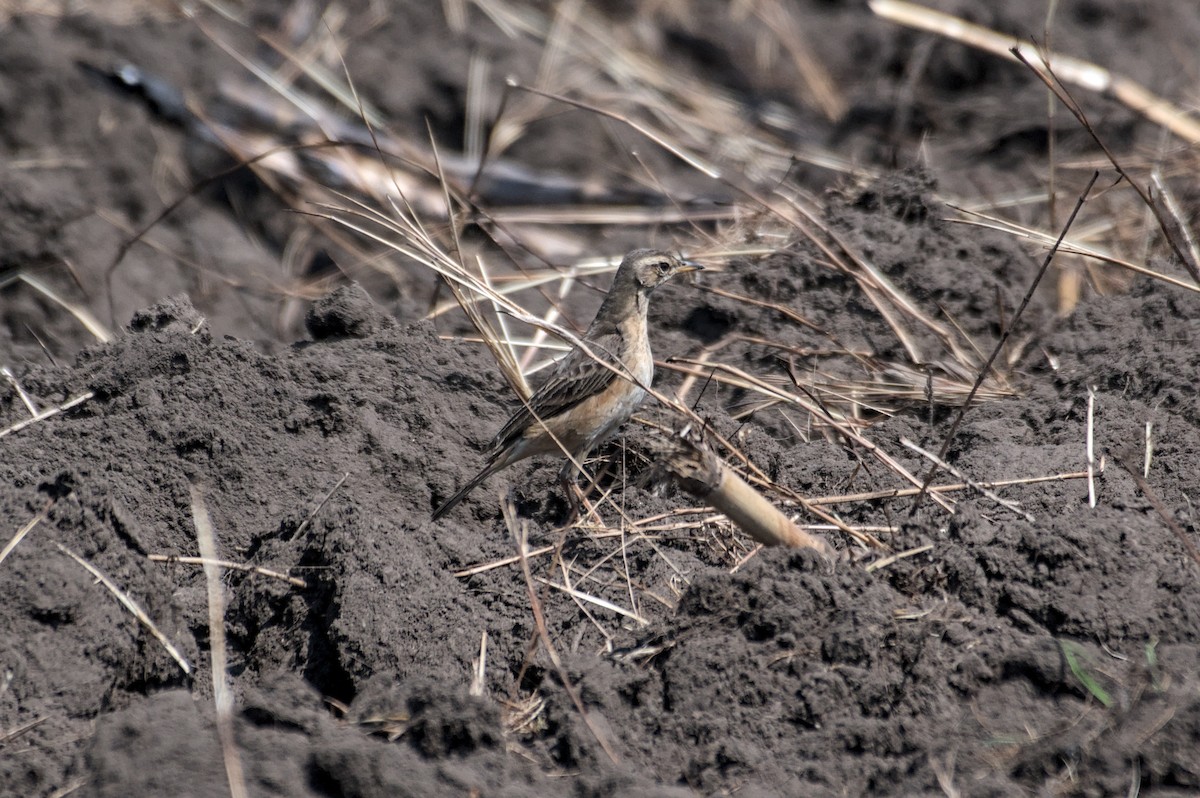 スジナシタヒバリ - ML651582902