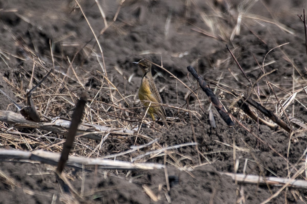 キノドツメナガタヒバリ - ML651582911