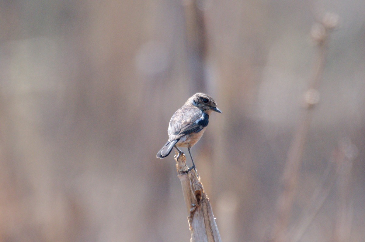 ニシノビタキ（torquatus グループ） - ML651582942