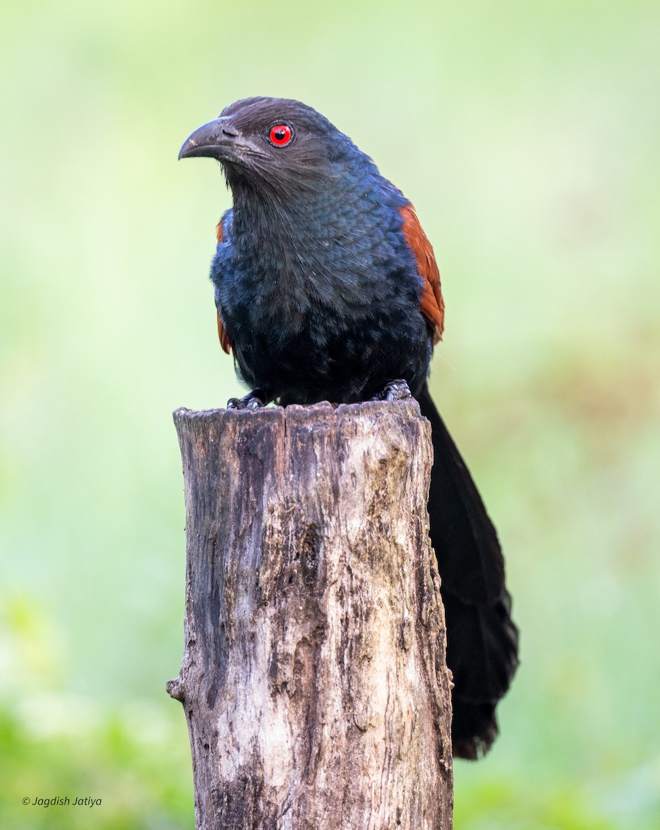 Greater Coucal - ML651583558