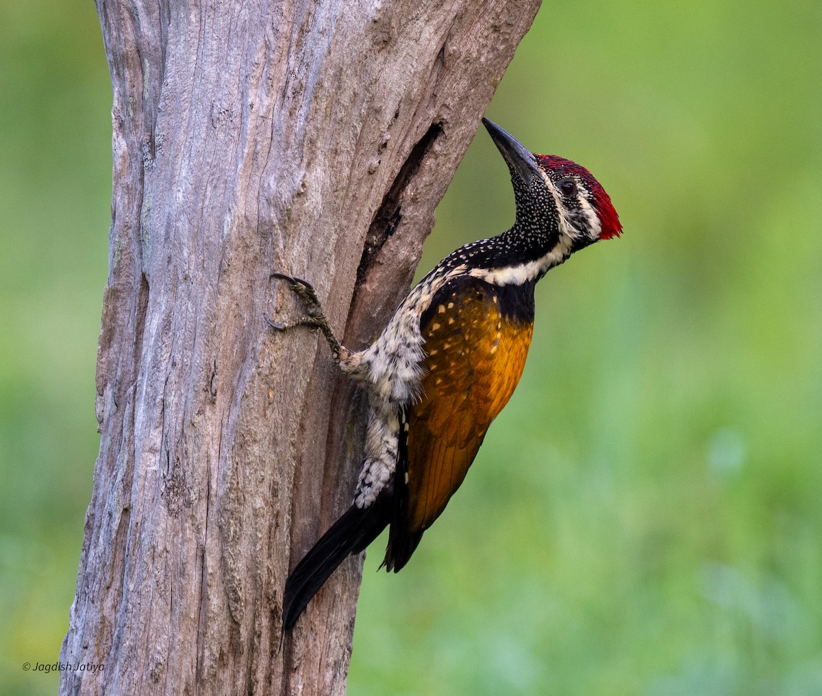 Black-rumped Flameback - ML651583569