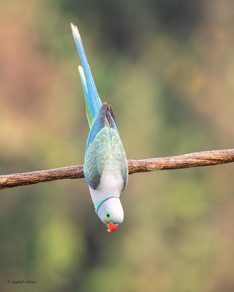 Malabar Parakeet - ML651583586