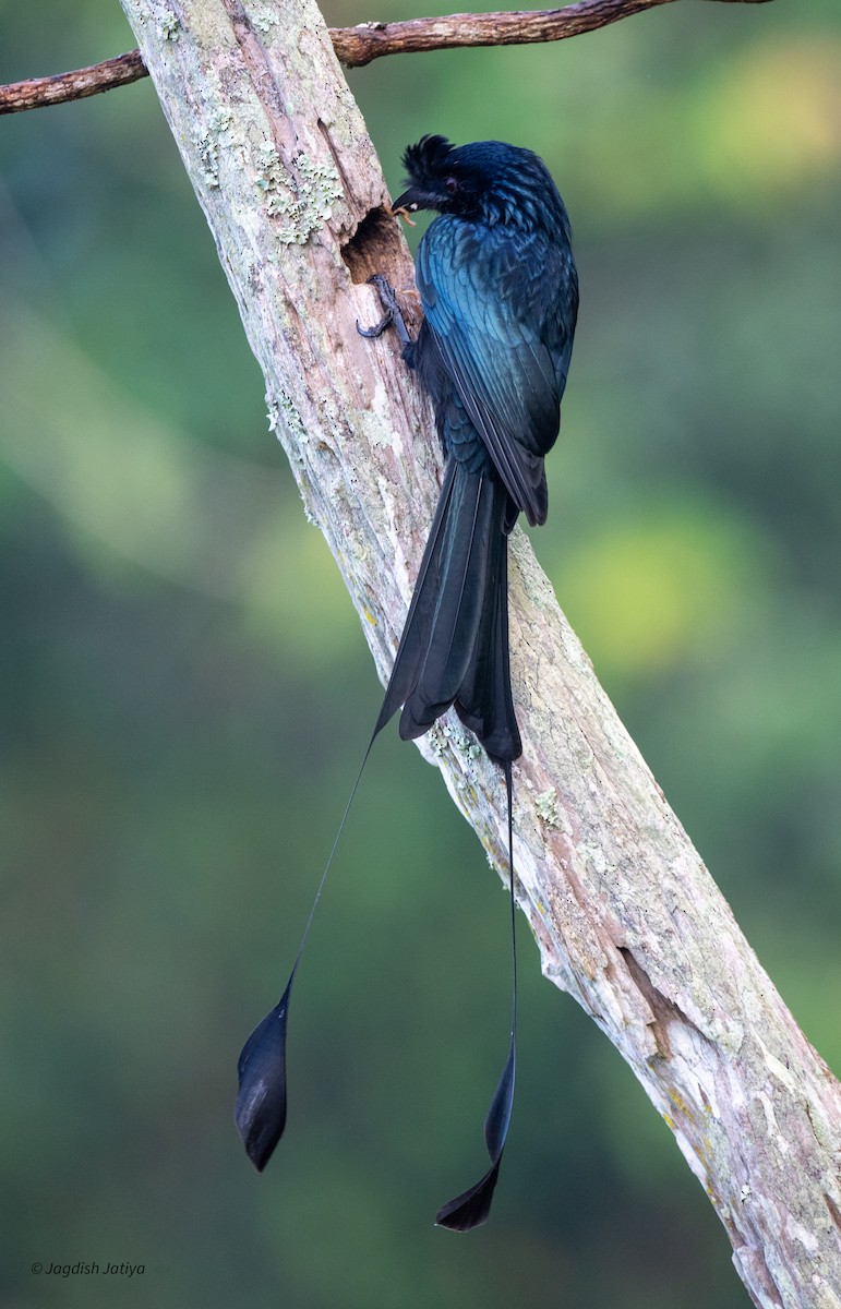 Greater Racket-tailed Drongo - ML651583601