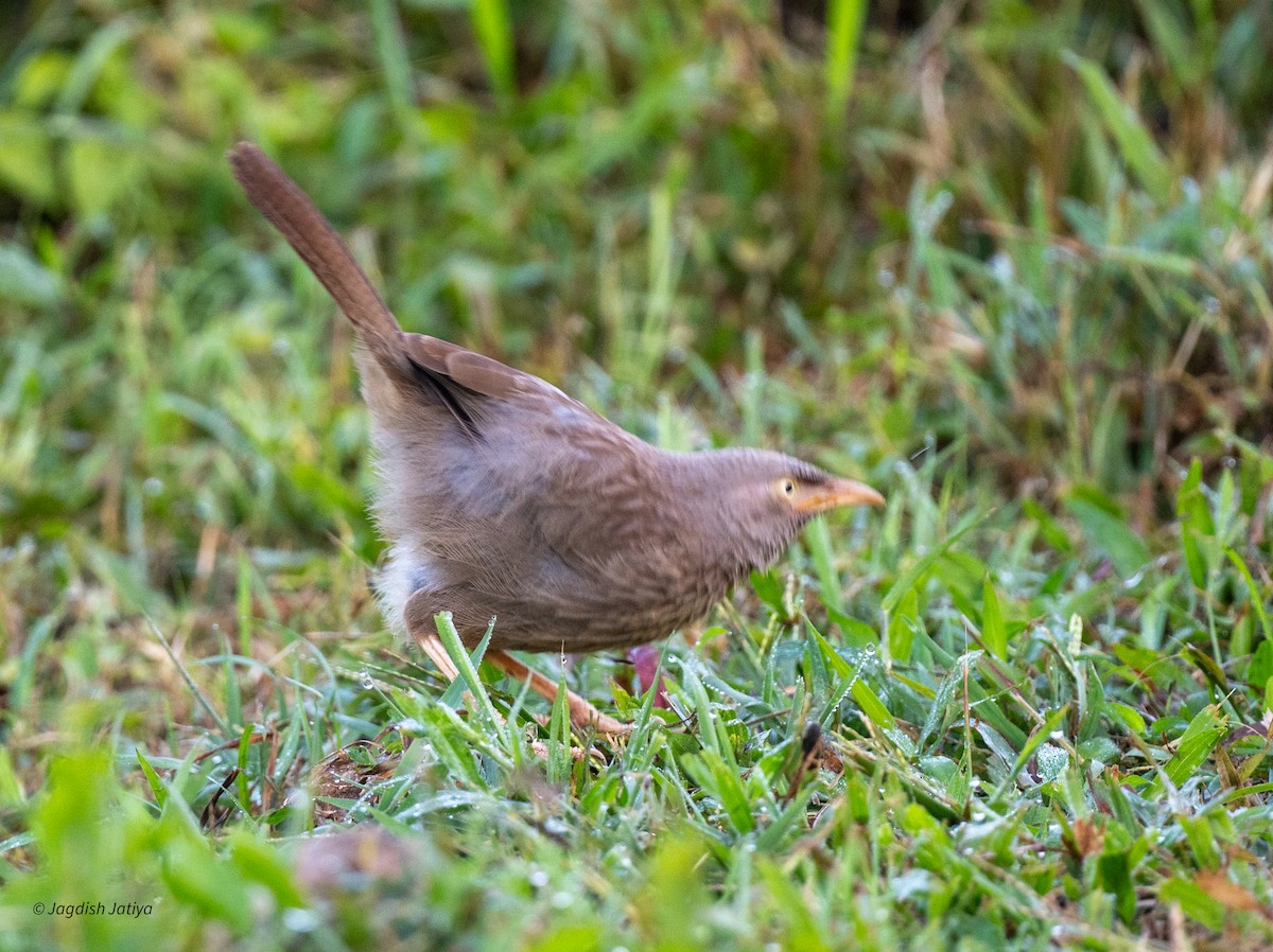Jungle Babbler - ML651583641