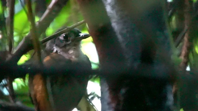 White-lored Antpitta - ML651584294