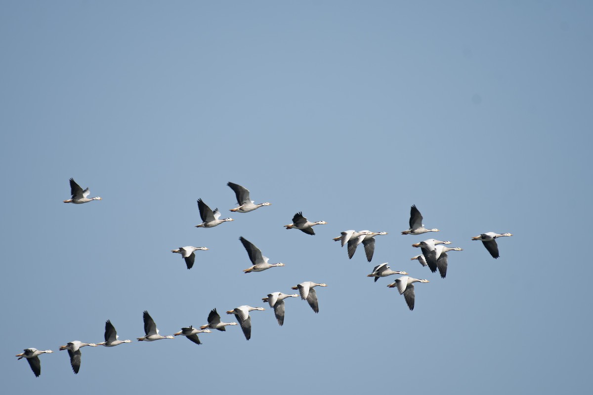 インドガン - ML651584545