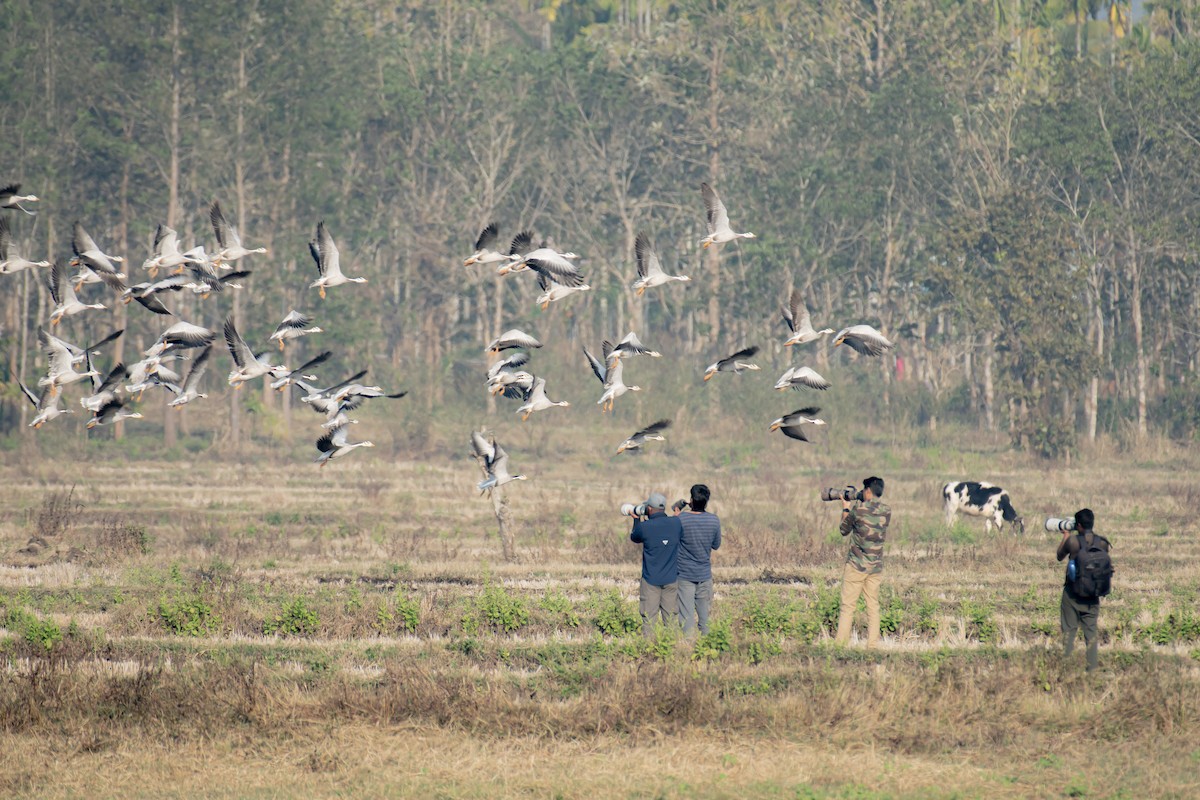 インドガン - ML651584546