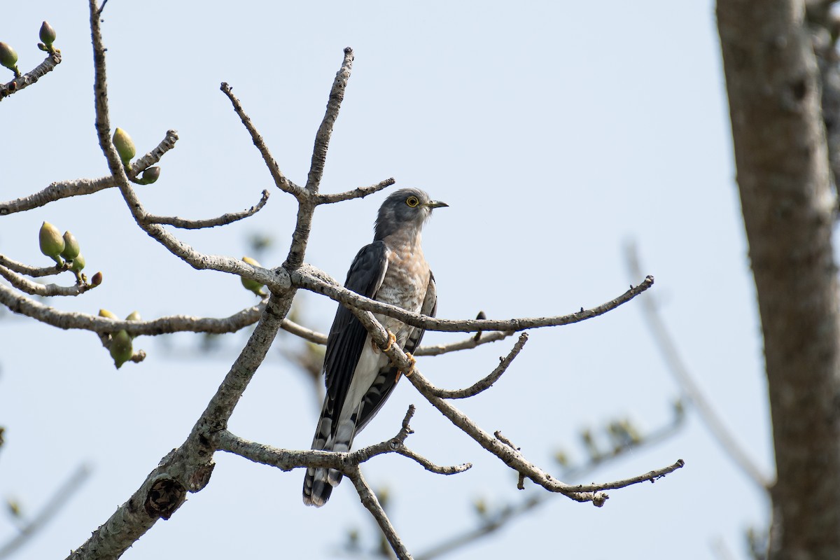 ハイタカジュウイチ - ML651584560