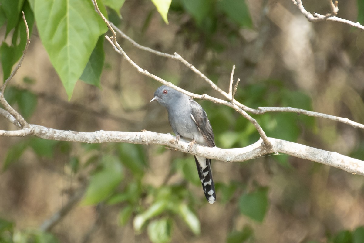 ハイバラカッコウ - ML651584571