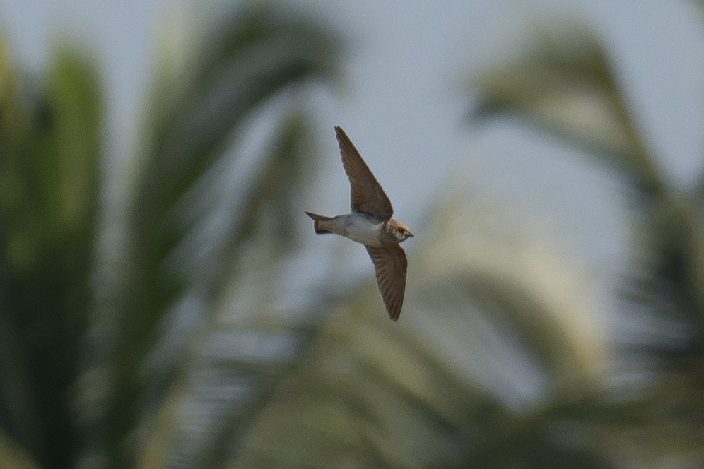 ズアカサンショクツバメ - ML651584591