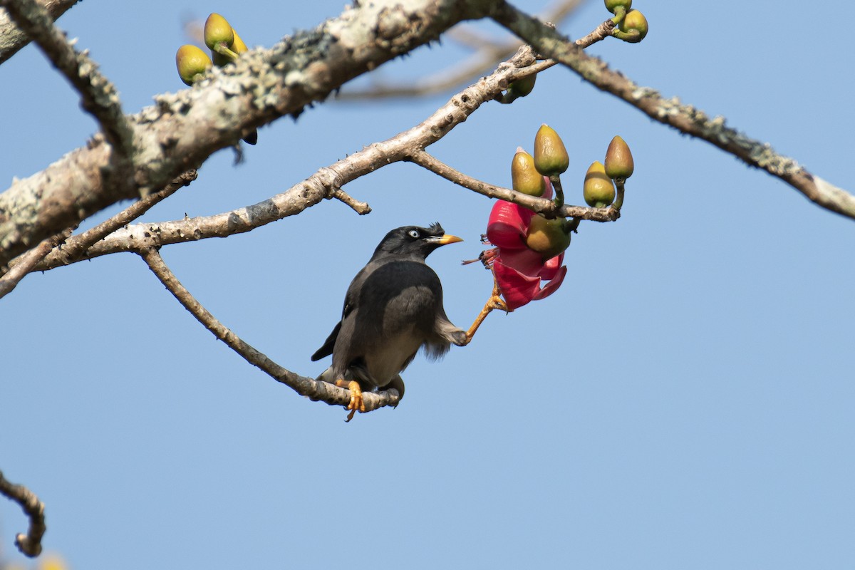 モリハッカ - ML651584659