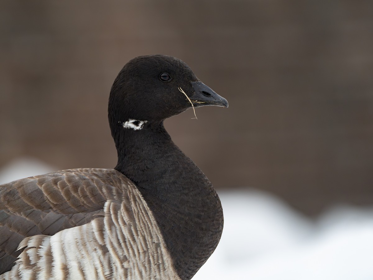 ML651585439 - Brant - Macaulay Library