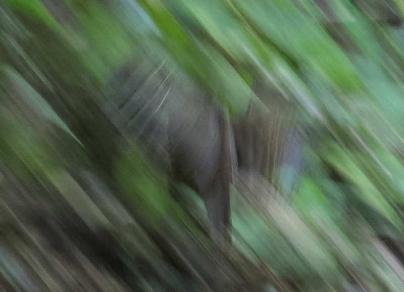 křepel mramorovaný - ML651585497