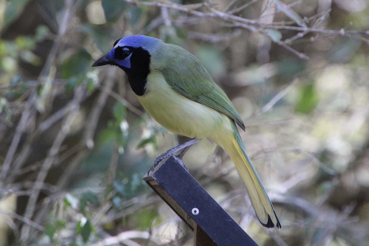 Пая зелена - ML651585512