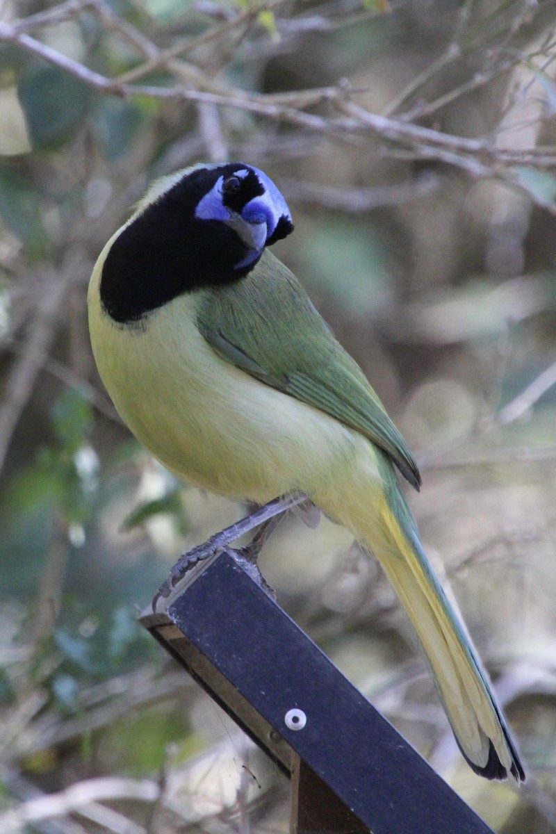 Пая зелена - ML651585515