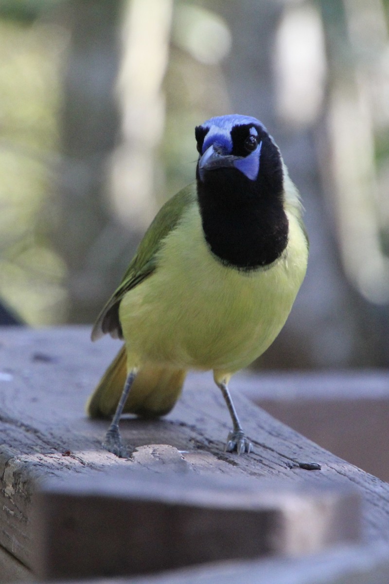 Пая зелена - ML651585518