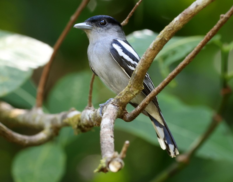 White-winged Becard - ML651585522