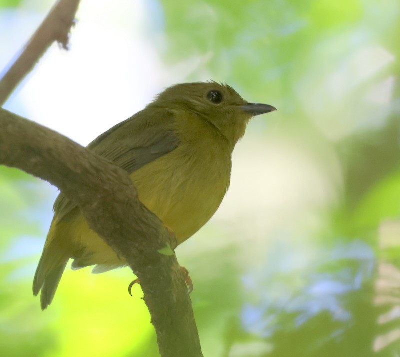 Orange-collared Manakin - ML651585528