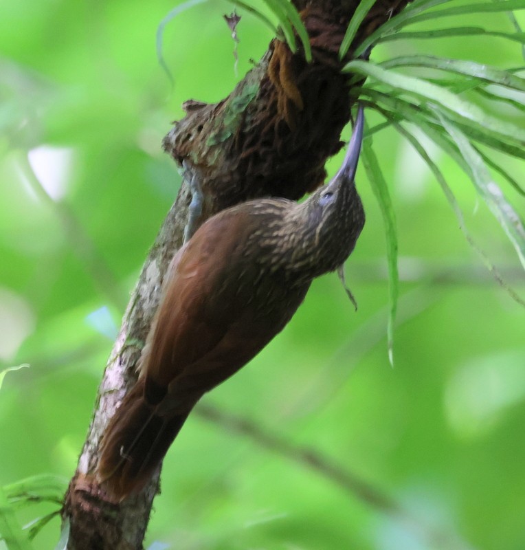 Cocoa Woodcreeper - ML651585538