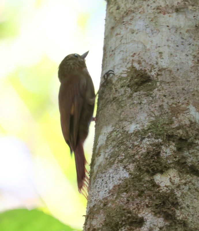Wedge-billed Woodcreeper - ML651585539