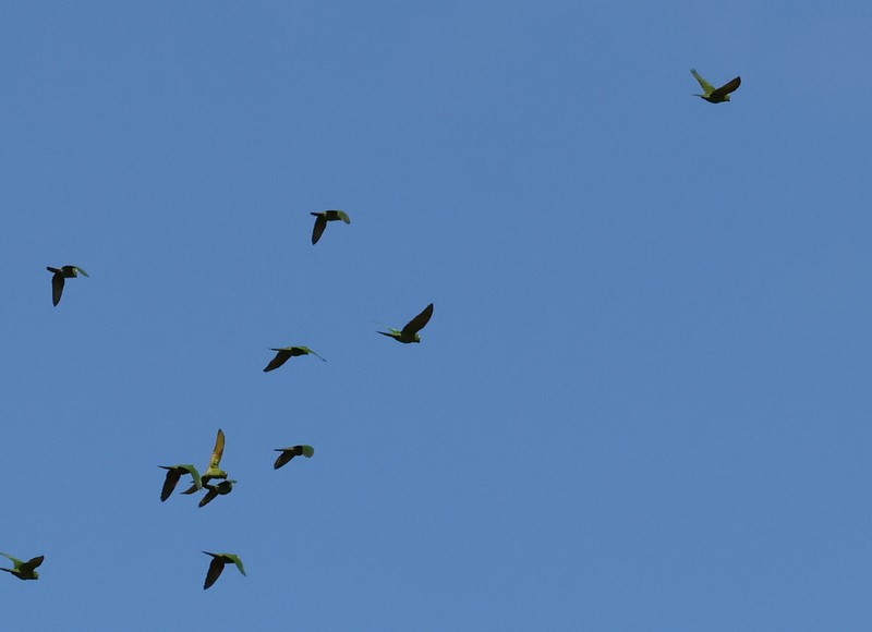 aratinga rudočelý - ML651585553