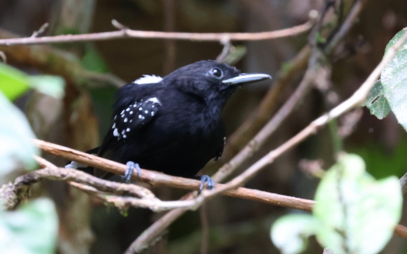 Dot-winged Antwren - ML651585561