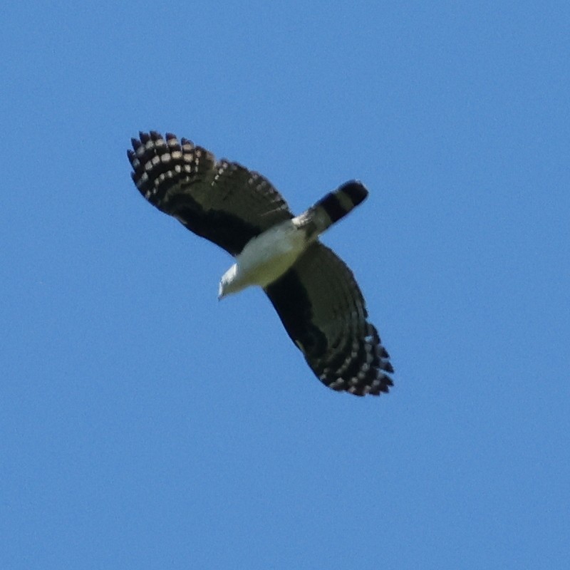 leptodon šedohlavý - ML651585584