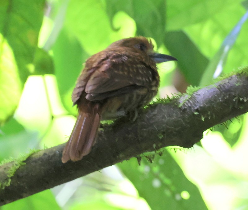 lenivka bělovousá - ML651585633