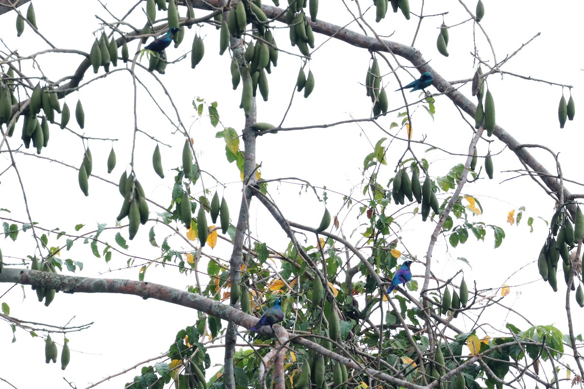 Principe Starling - ML651585723