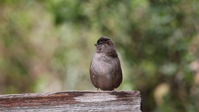 Golden-crowned Sparrow - ML651585751