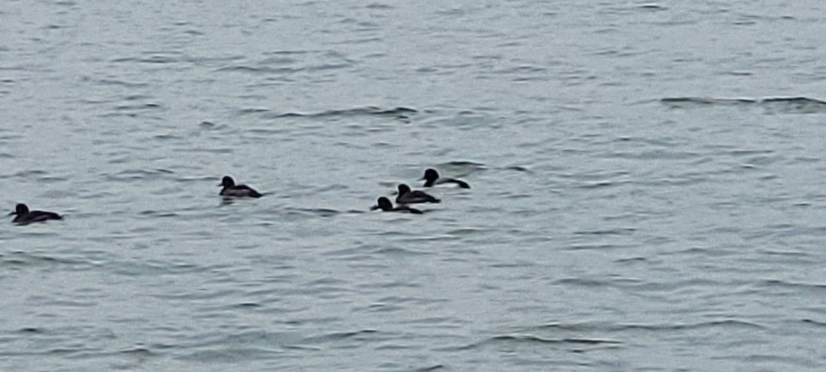 Greater Scaup - ML651586933