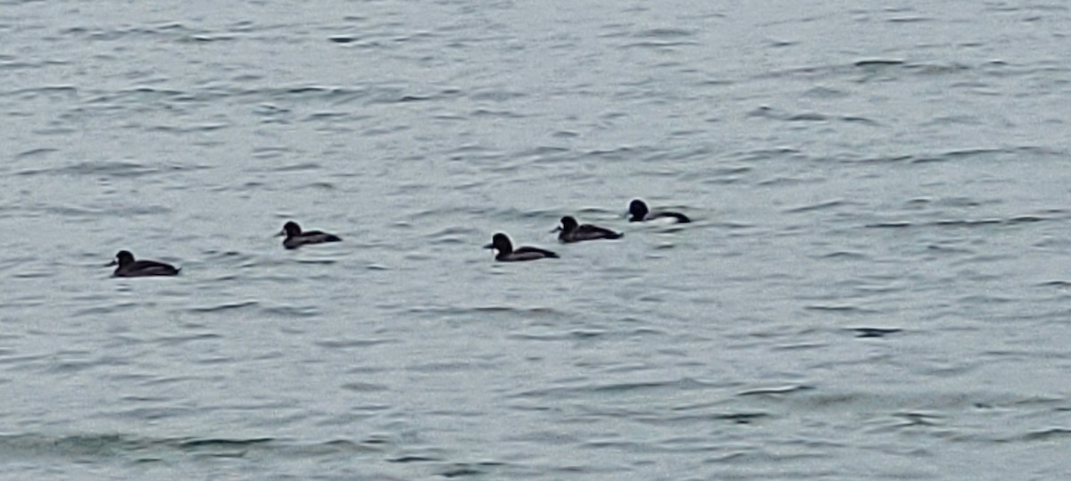 Greater Scaup - ML651586947