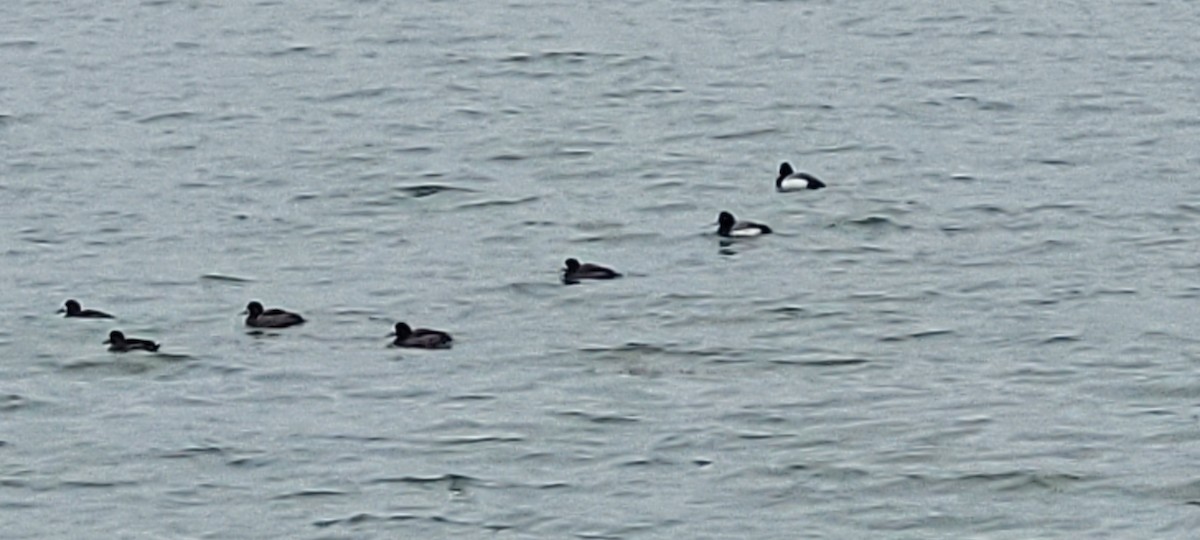 Greater Scaup - ML651586954
